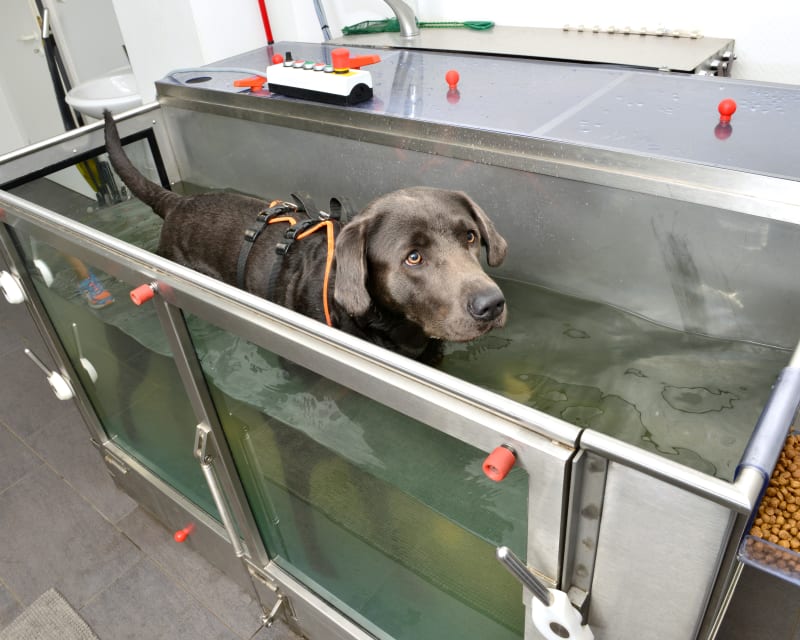 Aquatic Therapy, Santa Clarita Veterinarians