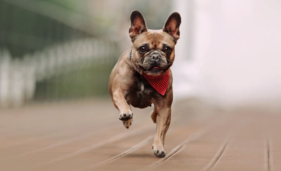 Valencia Veterinary Center, Santa Clarita - Vaccinations & Prevention