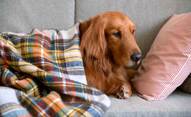 Valencia Veterinary Center, Santa Clarita - Surgical Services