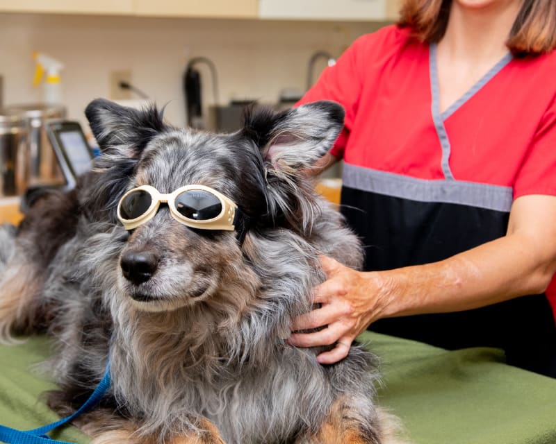 Cold Laser Therapy, Santa Clarita Veterinarians