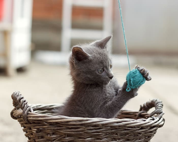 Young kitten in basket. Our vets provide spay and neuter surgeries in  Santa Clarita